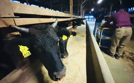 佐賀牛切り落とし600g（ロース・バラ・赤身）/ ブランド牛 黒毛和牛 牛肉 / 佐賀県 / 田中畜産牛肉店[41ARAA009]