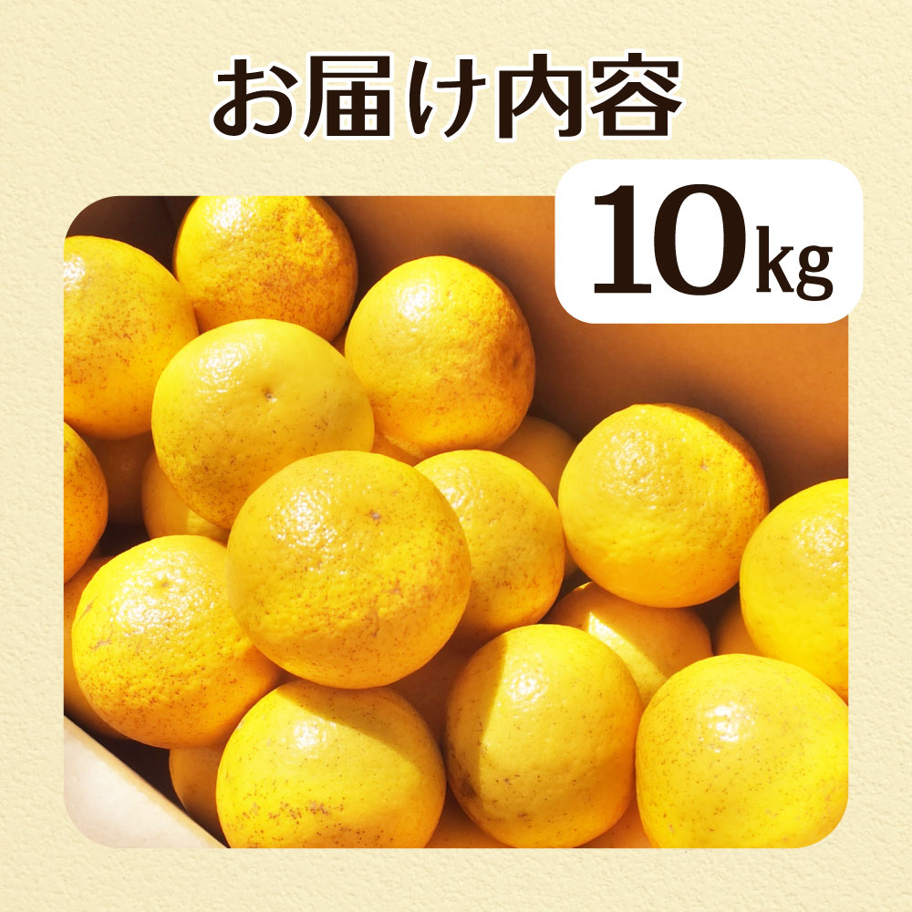 R8.4月中旬以降発送 規格外だけど規格外じゃない!? 訳あり 小夏 10kg 日向夏 みかん ミカン 柑橘 フルーツ 果物 果実 こなつ コナツ ﾆｭｰｻﾏｰｵﾚﾝｼﾞ おいしい 美味しい ワケアリ