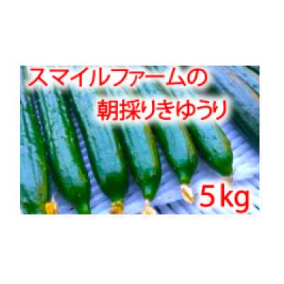 ふるさと納税 近江八幡市 朝採りきゅうり5kg