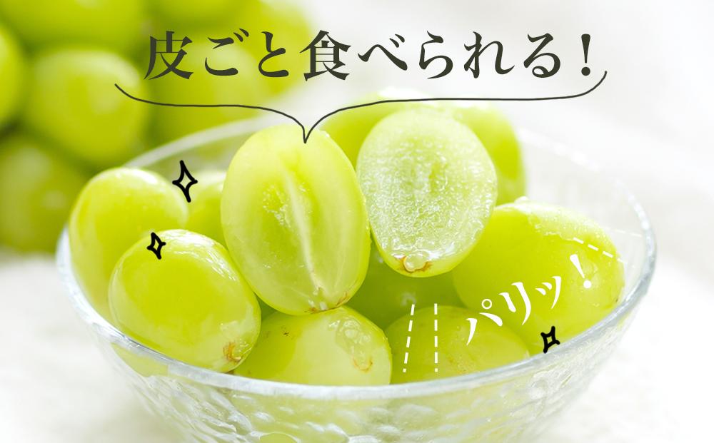 桃 ぶどう 2024年 先行予約 果物 詰合せ 白桃 2玉（1玉220g以上）シャインマスカット 晴王 2房（1房480g以上）化粧箱入り もも 葡萄 岡山県産 国産 フルーツ 果物 ギフト 