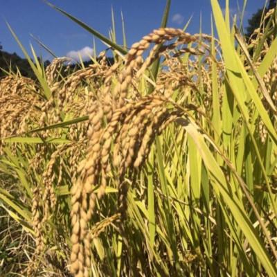 ふるさと納税 村田町 令和6年産 もち米みやこがね 精米5kg(5kg×1袋) 宮城県村田町産 |  | 02