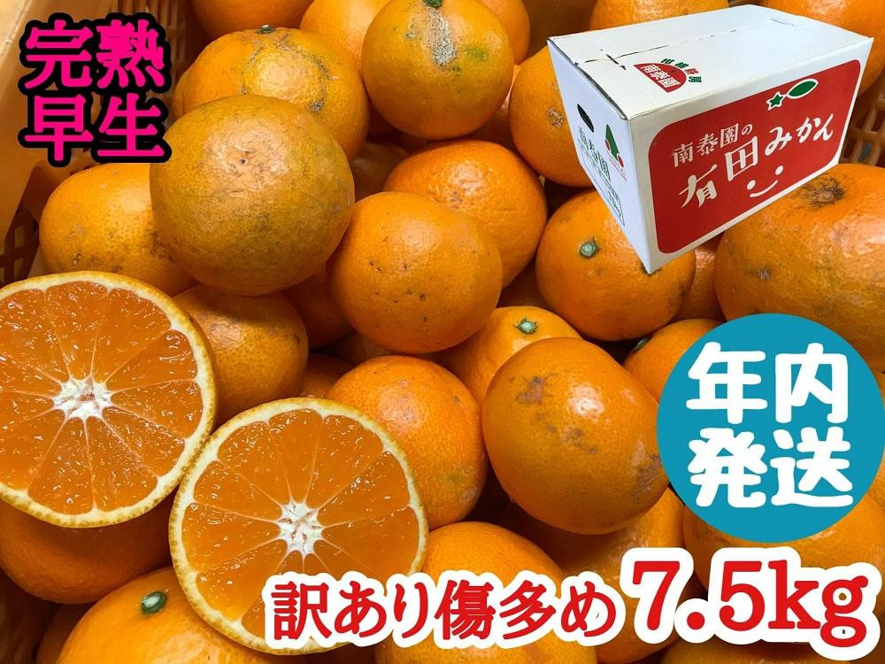 
年内発送 訳あり 傷多め 完熟早生 有田みかん 7.5kg サイズおまかせ
