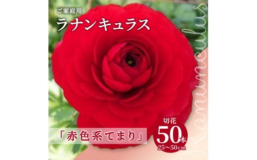 ご家庭用 ラナンキュラス「赤色系てまり」切花50本(長さ25～50cm)【2025年1月中旬～2025年3月下旬配送】