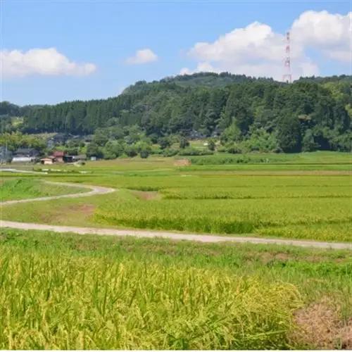 【新米先行受付(2026年10月上旬から順次発送)】令和8年富山県産「富富富」(精米)30kg×1袋【1656123】
