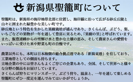 シブヤの味噌 十五割麹味噌セット