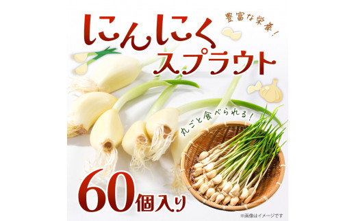 A04 にんにくスプラウト(60個人り) グリーンラボ近江