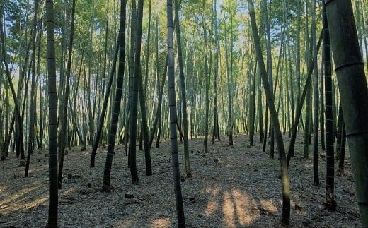 【先行受付】農家厳選「朝堀たけのこ」 4kg予約 4月中旬発送 熊本県 南関町産 春 筍