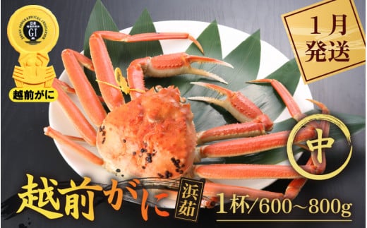 越前がに本場の越前町からお届け！ 越前がに 浜茹で 中サイズ（生で600～800g） × 1杯【かに カニ 蟹】【雄 ズワイガニ ずわい蟹 越前ガニ 姿 ボイル 冷蔵 かに カニ 蟹 福井県 越前町】【1月発送分】希望日指定可 備考欄に希望日をご記入ください [e43-x006_01]