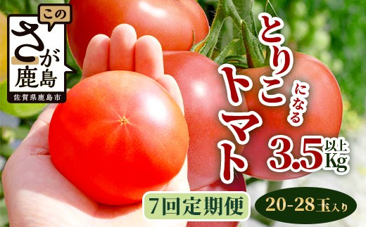 
                  【7回定期便】【先行受付】2026年12月下旬より順次発送予定｜とりこになるトマト 3.5kg以上｜トマト 野菜 農家直送 ギフト 人気｜佐賀県鹿島市｜たにぐちファーム Ricotomato（リコトマト）～とりこになるトマト～ E-108
                