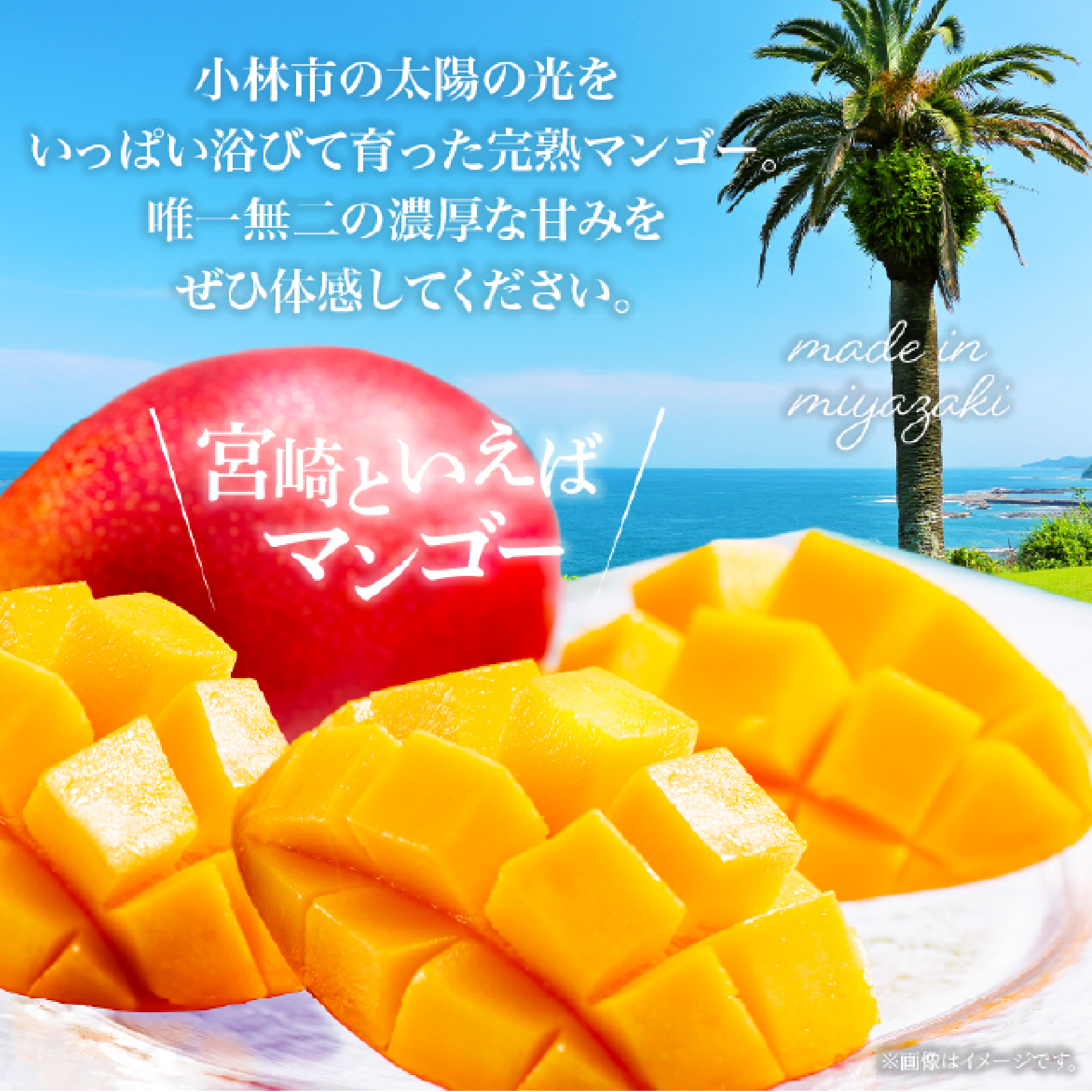 【数量限定・先行受付】厳選宮崎完熟マンゴーよくばり3玉 計1kg程度（フルーツ 2026 マンゴー 先行予約 完熟マンゴー 宮崎 小林市 果物 人気）