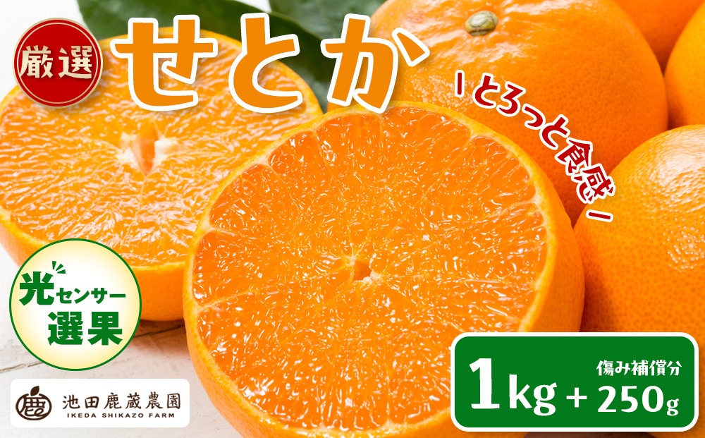 ［先行予約］厳選 せとか1kg+250g（傷み補償分）［柑橘・春みかんの王様］［光センサー選果・食べ頃出荷］［IKE60w］  	CZ048