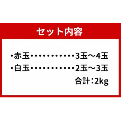 ふるさと納税 天城町 【2025年発送分】ご家庭用 徳之島 天城町産ドラゴンフルーツ 赤白混合 約2kg |  | 01
