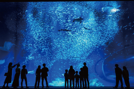 アクアワールド 茨城県 大洗 水族館 年間パスポート 大人1名 小・中学生1名 大洗 チケット _AQ010