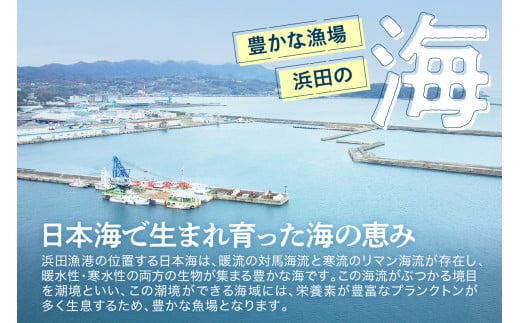 【定期便】どんちっち浜田【至高】の鮮魚 10回～最高級この男シリーズ～ 【2039】