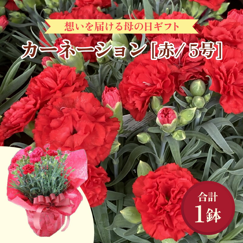 【ふるさと納税】【25セット限定 先行予約】カーネーション 赤 5号 鉢植え 生花 ＜数量限定！想いを届ける母の日ギフト＞ / 花苗 花 贈り物 ギフト 女性 プレゼント 感謝 ※2026年5月6日～9日の間にお届け