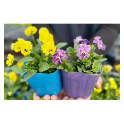 ふるさと納税 伊勢原市 農家直送!加藤さんちのエディブルフラワー 12ポット鉢植え 観賞用 食用 トッピング |  | 01