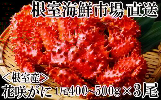 B-28121【年内配送可】 【北海道根室産】花咲ガニ400～500g×3尾