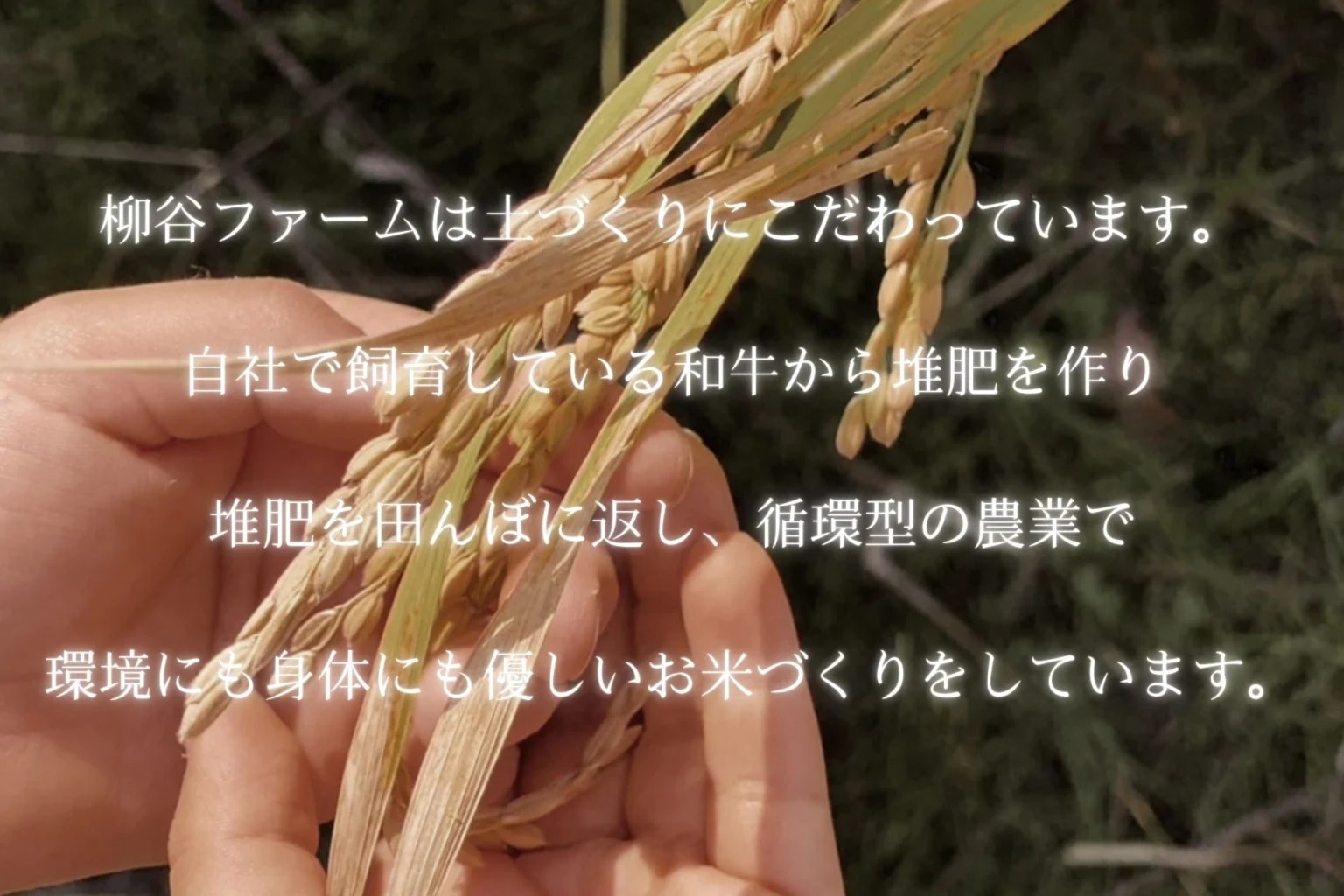 鳥取県産ゆうだい21特別栽培米白米5㎏