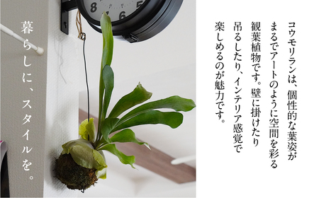 コウモリラン（ビカクシダ） 苔玉 インテリア 緑 グリーン 植物 簡単 初心者 かわいい 自然 おしゃれ 送料無料 Green Walk グリーンウォーク 愛知県 豊橋市