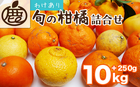 ＜1月より発送＞家庭用 柑橘詰合せ10kg+250g（傷み補償分）（傷み補償分）【訳あり・わけあり】【有田の春みかん詰め合わせ・フルーツ詰め合せ・オレンジつめあわせ】【光センサー選別】