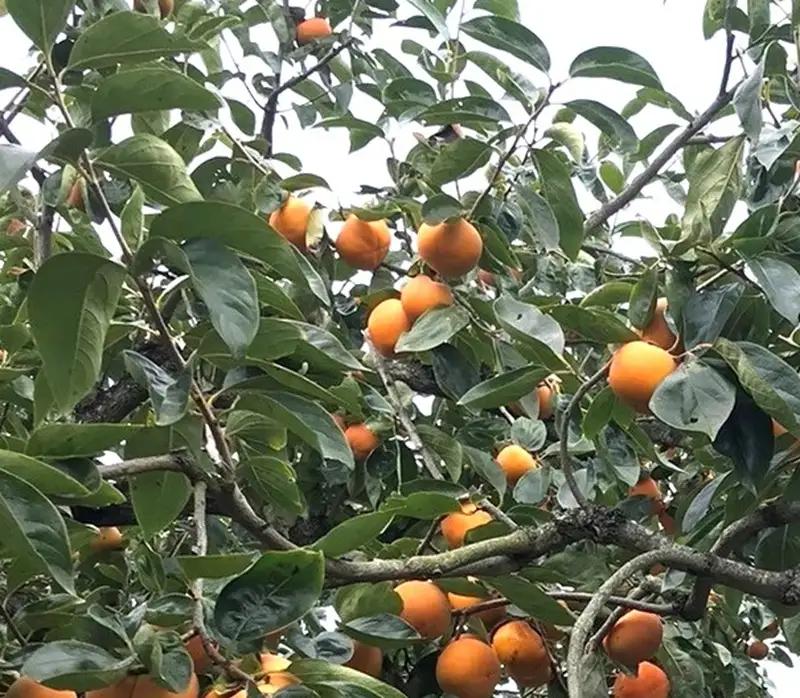柿 富有柿【秀品】和歌山県産 約2kg 【2026年11月中旬から2026年12月上旬発送】｜柿 富有柿  フルーツ 果物  【A242-frks136A】