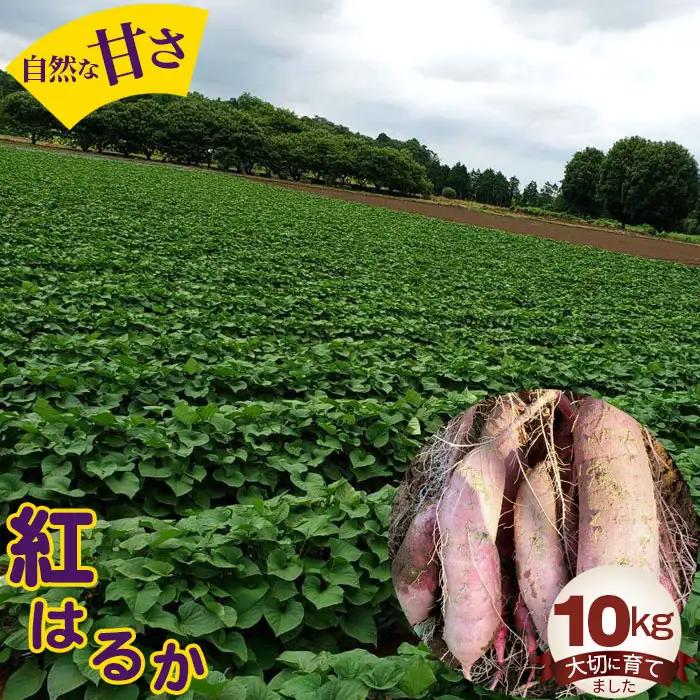 紅はるか10kg No.406