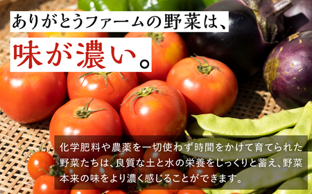 《先行受付 令和8年産》野菜3回定期便 無農薬栽培  6～7品 