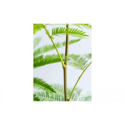 ふるさと納税 横浜市 エバーフレッシュ Sサイズ 鉢付き観葉植物 トープ |  | 01