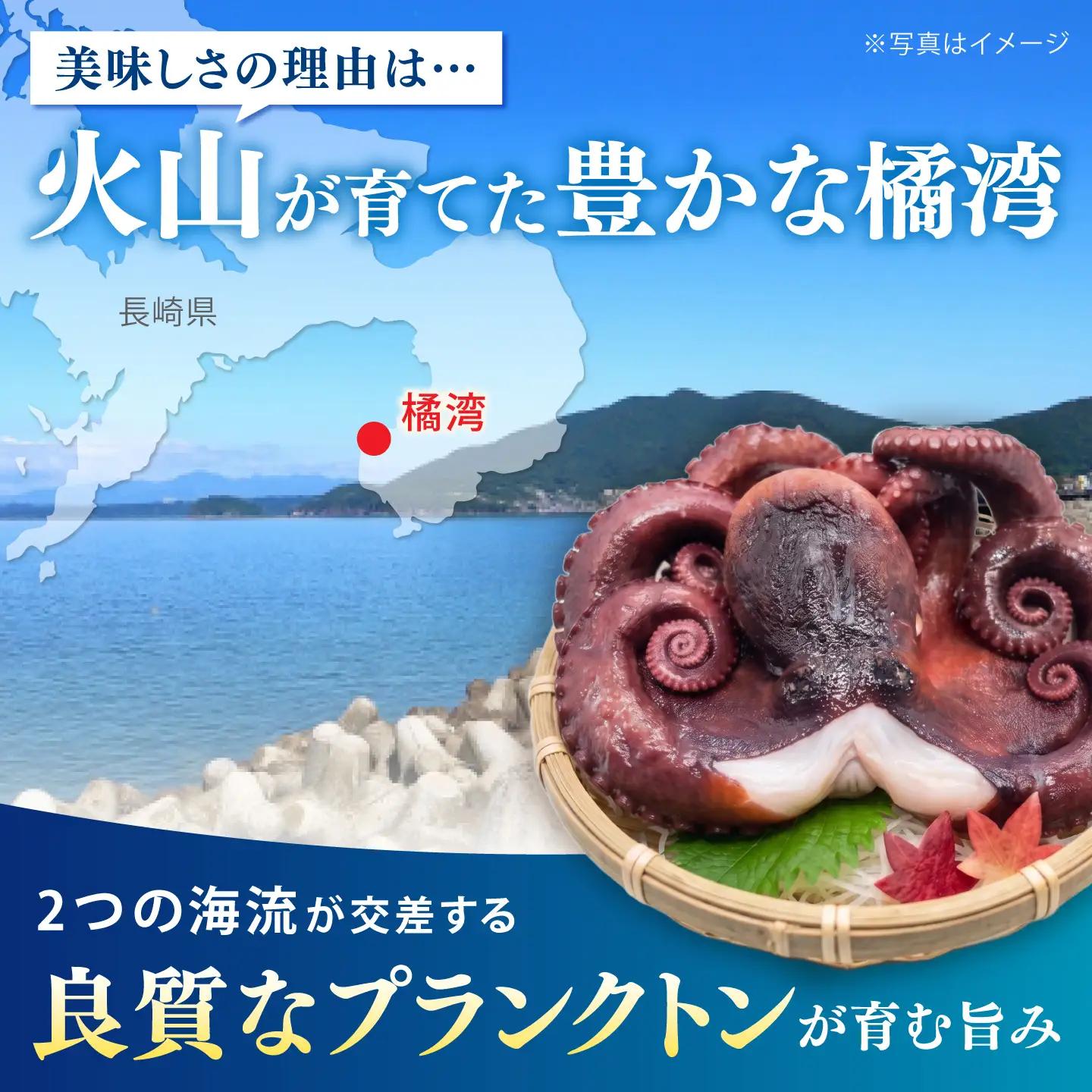 【肉厚、極上の旨味】冷凍ボイルタコ 約800g / タコ たこ 蛸 ボイル ボイルタコ 冷凍 冷凍タコ 丸蛸 丸ごと 産地直送 / 諫早市 / 橘湾中央漁業協同組合[AHDP006]