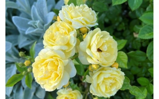 【先行受付】バラ鉢苗　プチ・ジョワ【2026年4月下旬より発送】河本バラ園