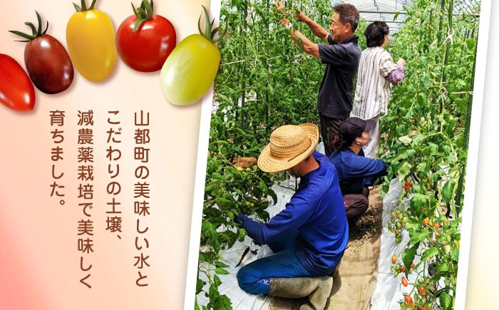 【期間限定】熊本県産 減農薬栽培 トマト ミディトマト 2.5kg 詰め合わせ 食べ比べ【矢仁田農園】