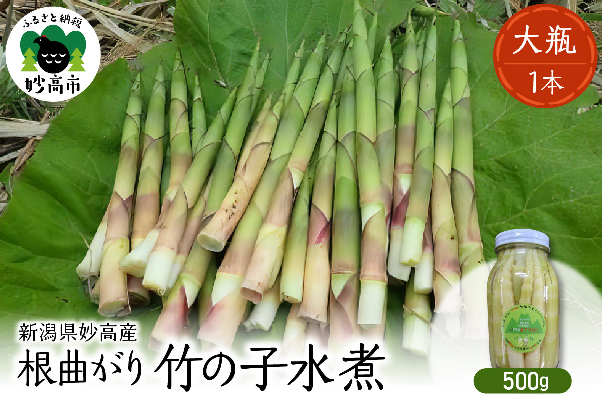 
            妙高産根曲がり竹の子水煮【大瓶】 500g 瓶詰 たけのこ タケノコ 和食 煮物 常温保存可 新潟県 妙高市
          