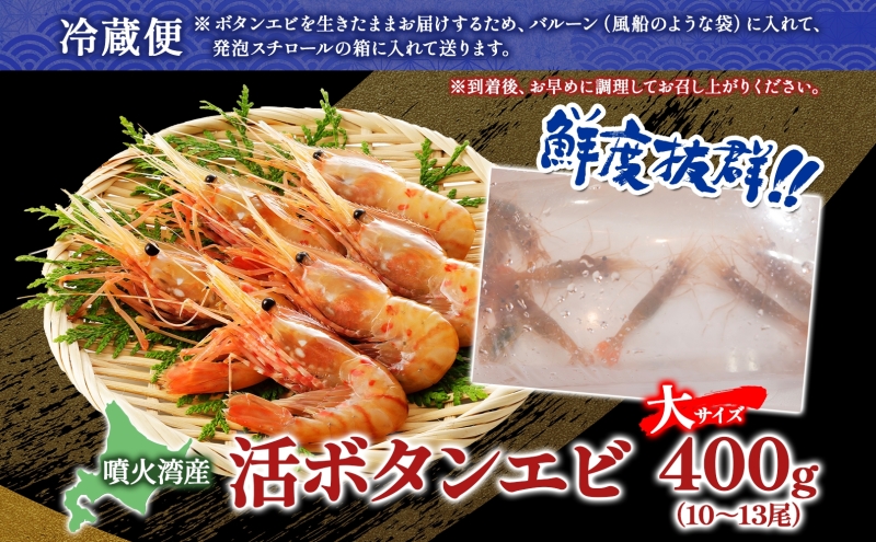 北海道 噴火湾産 活ボタンエビ 大サイズ 400g 10～13尾 2026年3月15日頃より順次出荷 ボタンエビ エビ えび 海老 北海道産 旬 ぼたんえび 新鮮 刺身 牡丹海老 海鮮 魚介 甲殻類 