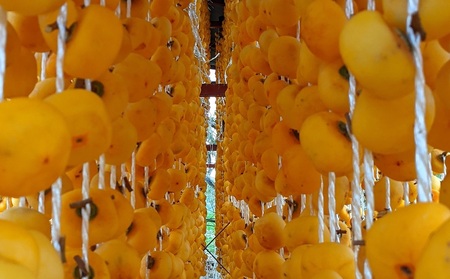 紅干し柿　１５個　ギフト箱入り　0033-2414