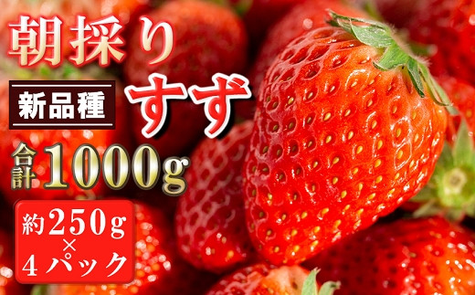 
農家直送 南関町産いちご(新品種すず) 計1㎏ 4パック 家庭用
