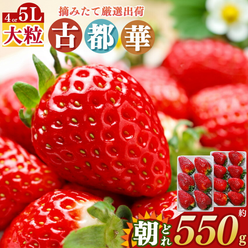 【ふるさと納税】いちご 平群の古都華 4Lまたは5Lサイズ（1種×2パック）苺屋小東 | 果物 くだもの フルーツ 苺 イチゴ いちご ストロベリー 古都華 ことか 旬の品種 奈良県 平群町 高級 ブランド苺 旬 産地 直送 限定出荷 ふるさと納税苺