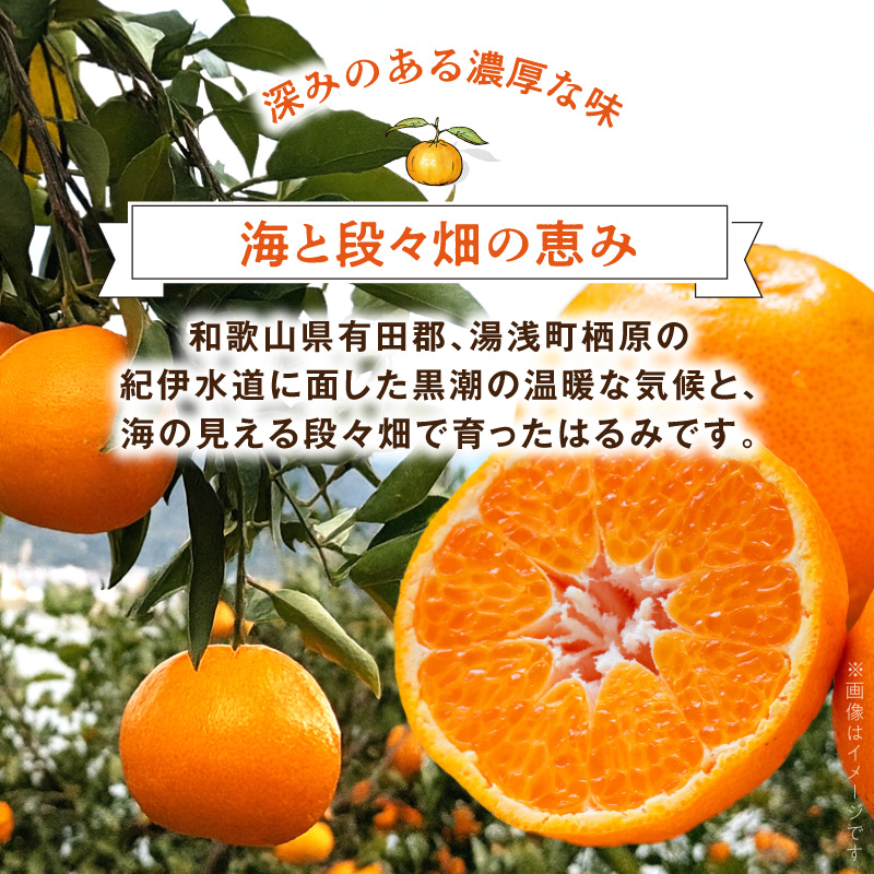 DZ6109_【2026年先行予約】秀品 はるみ 和歌山 有田 S～2Lサイズ 大きさお任せ 約3kg