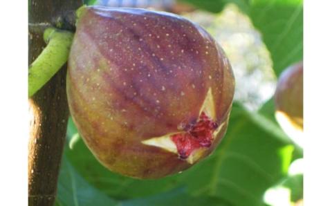 ジャムという名のフルーツ『手作り いちじく ジャム 5瓶セット』余計なものは何も加えない [1301]