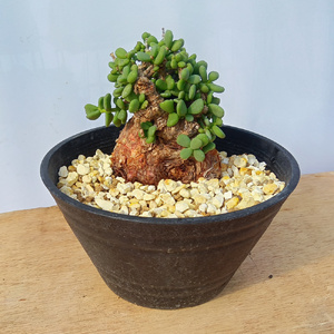 ケラリア・ピグマエア (発根管理済) A014｜観葉植物 コーデックス 盆栽 鉢植え インテリア ハコネコ [0667]