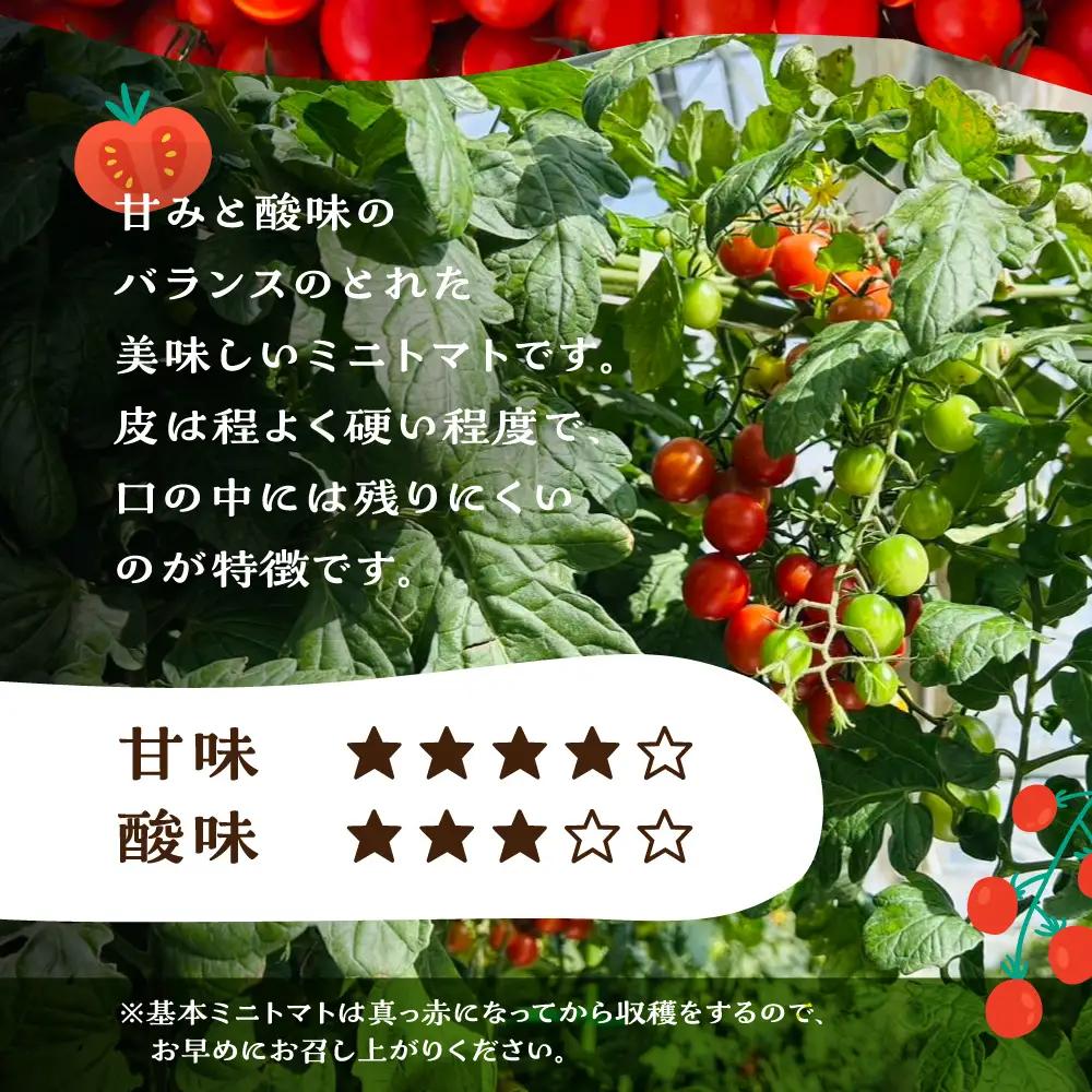 先行予約（2026年8月上旬頃から順次発送）ミニトマト（キャロルポポ） 1kg 【27-9】