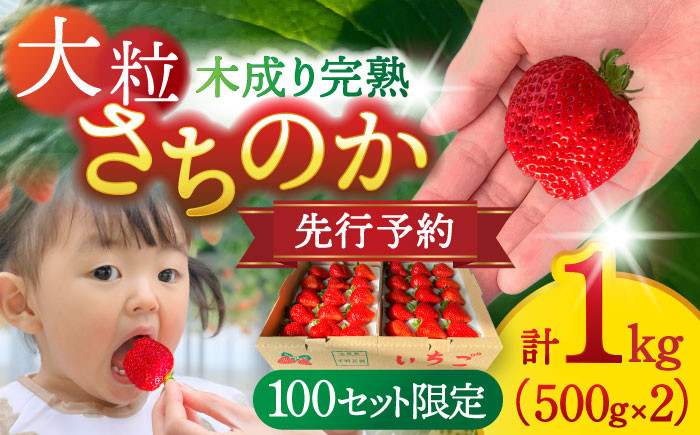 
            【先行予約/2026年1月中旬より順次発送】 さちのかいちご 500g×2パック 計1kg 【配達不可：離島】 イチゴ フルーツ 果物 愛西市 / 平野苺 [AEAY001]
          