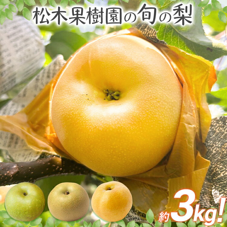【ふるさと納税】期間限定 先行予約 旬の梨 松木果樹園 約3kg 《7月下旬〜9月上旬に順次出荷予定》 幸水 新水 豊水 農家直送 樹上完熟 甘い ジューシー フルーツ 果物 果汁 ギフト 福岡県 福岡 九州 グルメ お取り寄せ