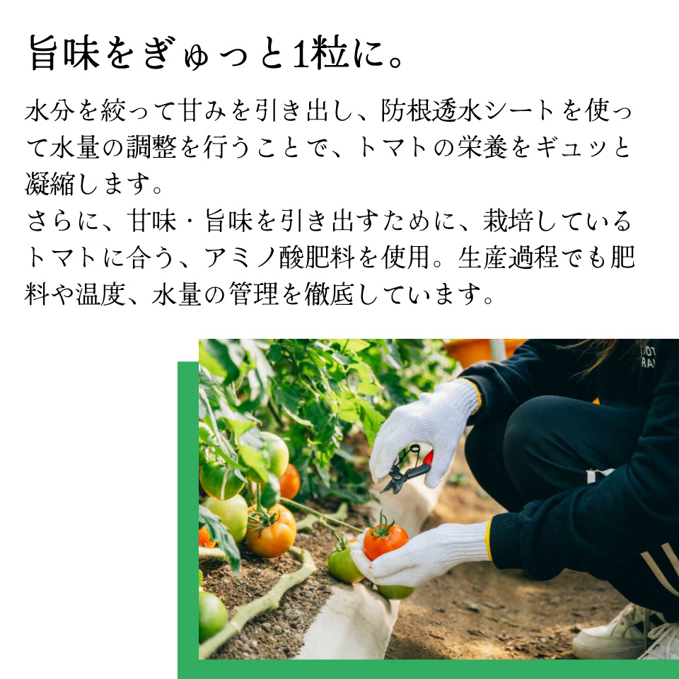＜2026年12月下旬頃より順次発送＞【3回定期便】 訳あり フルーツトマト 原田農園 1.6kg  ＊予約受付中＊ （12月下旬～5月頃発送）