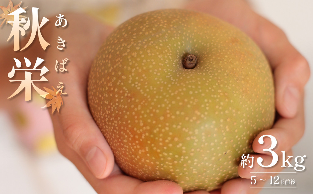 
                  【2026・先行予約】 秋栄（あきばえ）3kg｜鳥取 果物 くだもの フルーツ なし 梨 和梨 旬 数量限定 2026年収穫後【41034】
                