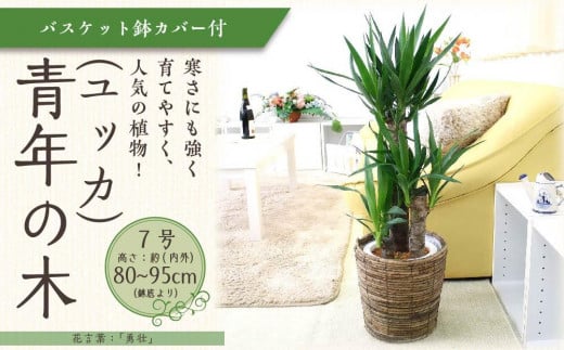 
            【観葉植物】青年の木（ユッカ） 7号 ブラウンバスケット鉢カバー 土の表面：ウッドチップ 【観葉植物 植物 鉢付 インテリア 部屋 室内 オフィス 癒し エコ グリーン マイナスイオン リラックス オシャレ おしゃれ ギフト プレゼント 贈り物 人気 おすすめ  福岡県筑前町 送料無料 AG029】
          