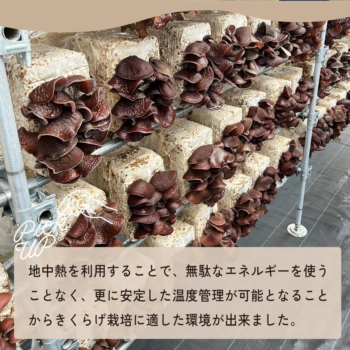 国産 生きくらげ 400g 大地のきくらげ
