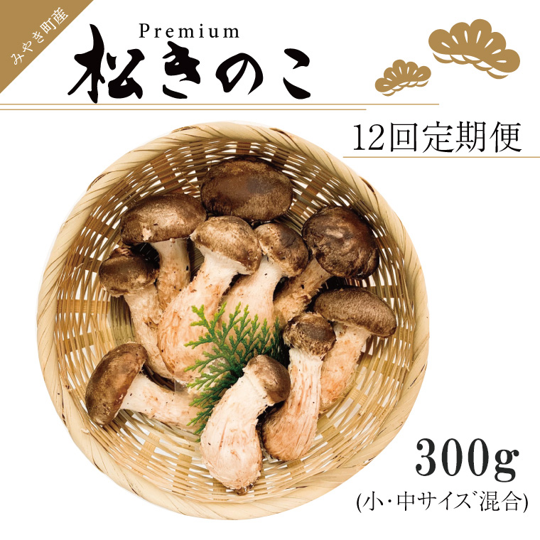 EW016　訳ありお得な高級松きのこサイズ不揃い家庭用300ｇ年12回コース