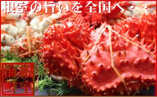 B-57016【12/21まで年内配送】 【北海道根室産】花咲ガニ300～400g×5尾