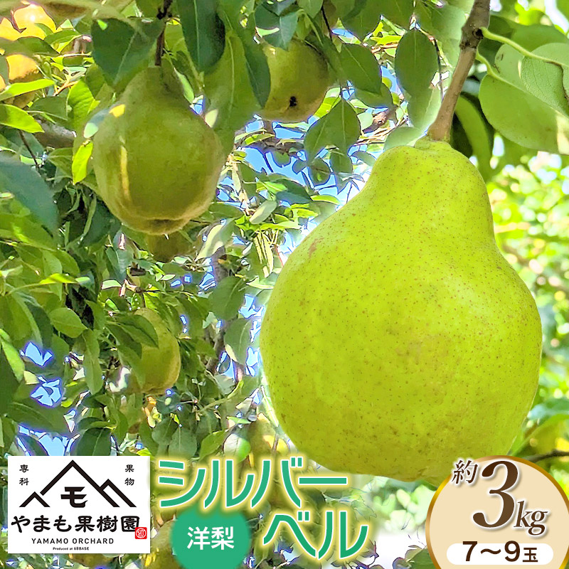 【令和7年産先行予約】洋梨　シルバーベル　約3kg（7～9玉）　やまも果樹園