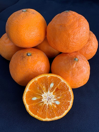 
                  【数量限定】【はるみかんの王様】カラマンダリン（カラー）約3kg　※サイズ指定不可
                